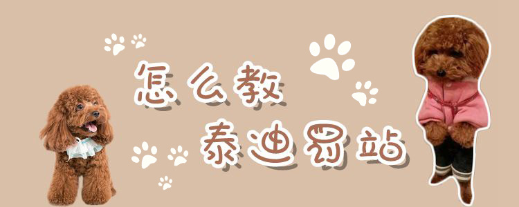 怎么教泰迪罰站